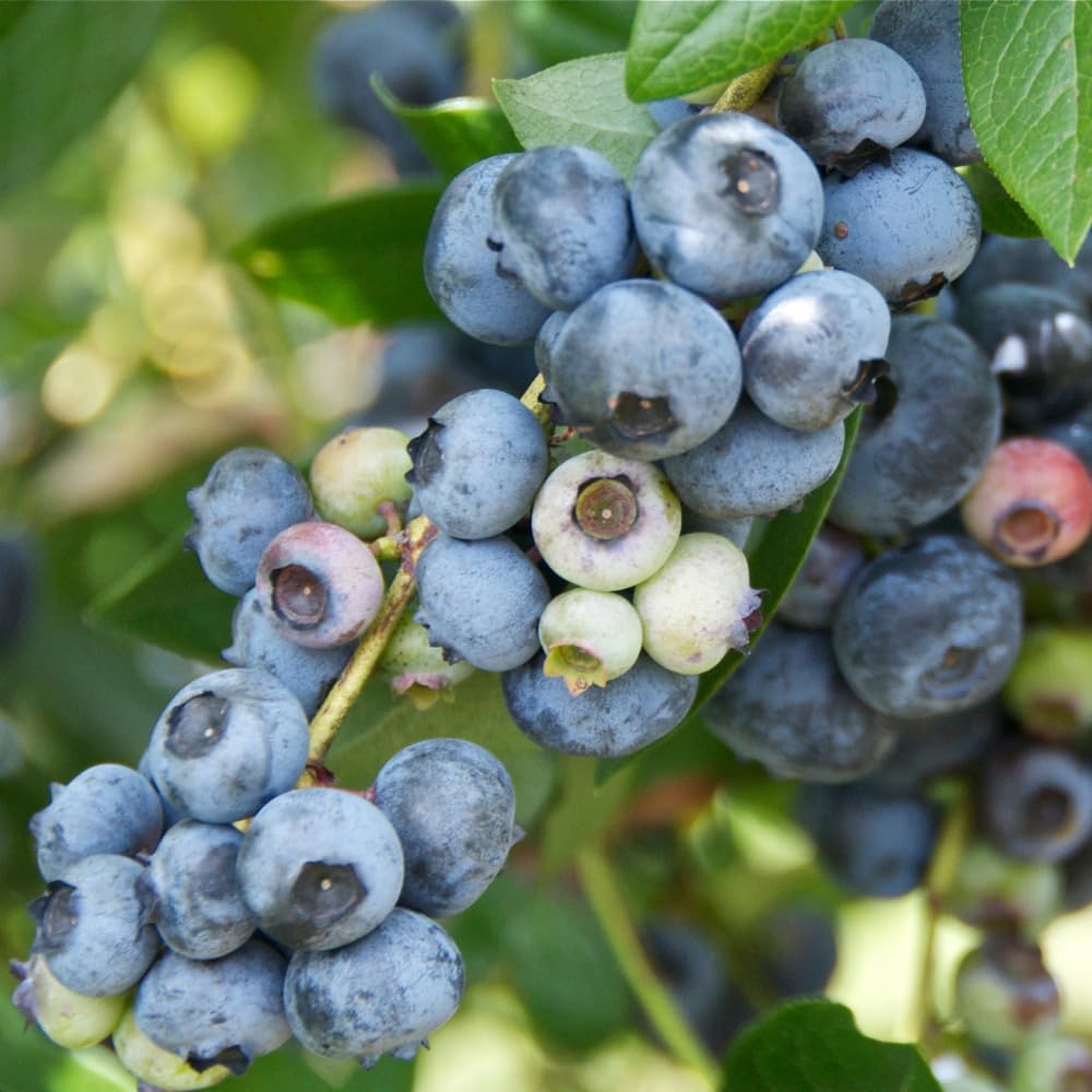 Live Blueberry Bushes, Hardy Early-Mid Season Blueberry Bush for Garden, 1-2 Ft Tall Plant in 1 Gallon Pot for Gardening, No Ship to CA