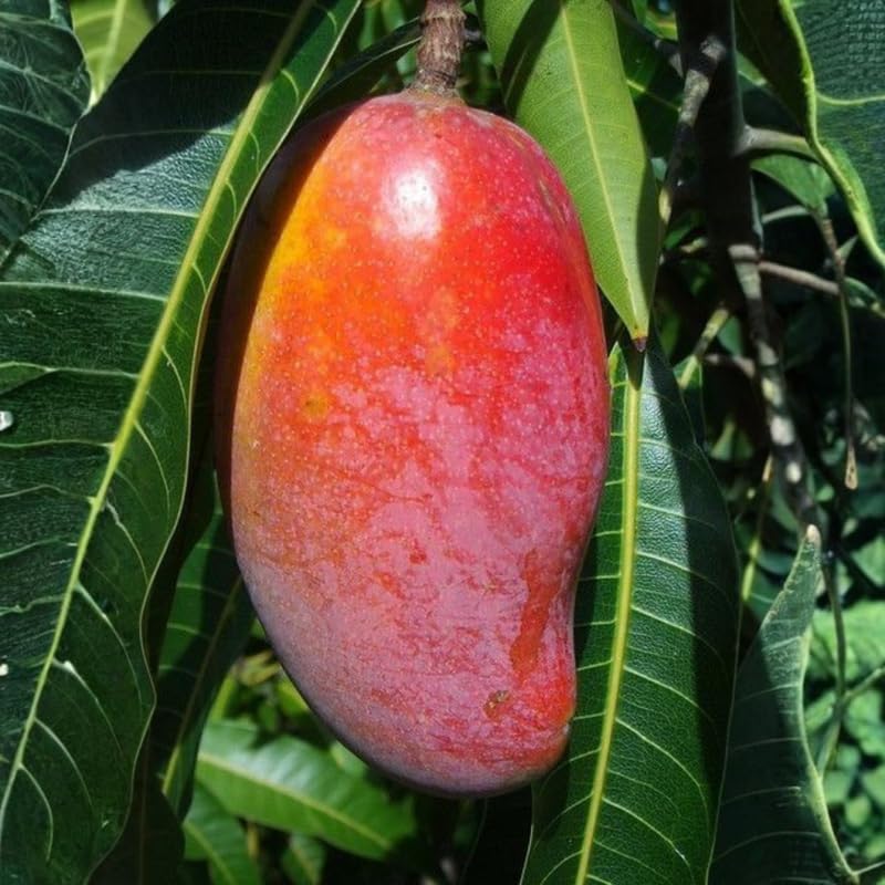 2 Years Old Mango Tree for Planting, Yellow Red Mango Plant Grafted in 3 Gallon Pot, Sweet, Fast-Growing Tropical Tree Seedlings for Outdoor Garden