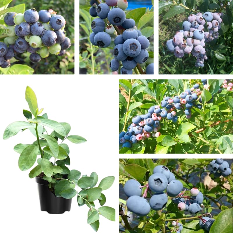 Sets 2 Blueberry Trees Live Plants, Blueberries Bushes, Hardy and High Yield, Seedlings Southern Highbush Blueberry Plants Live for Outdoor Growing, 5-7" Tall (Highbush)