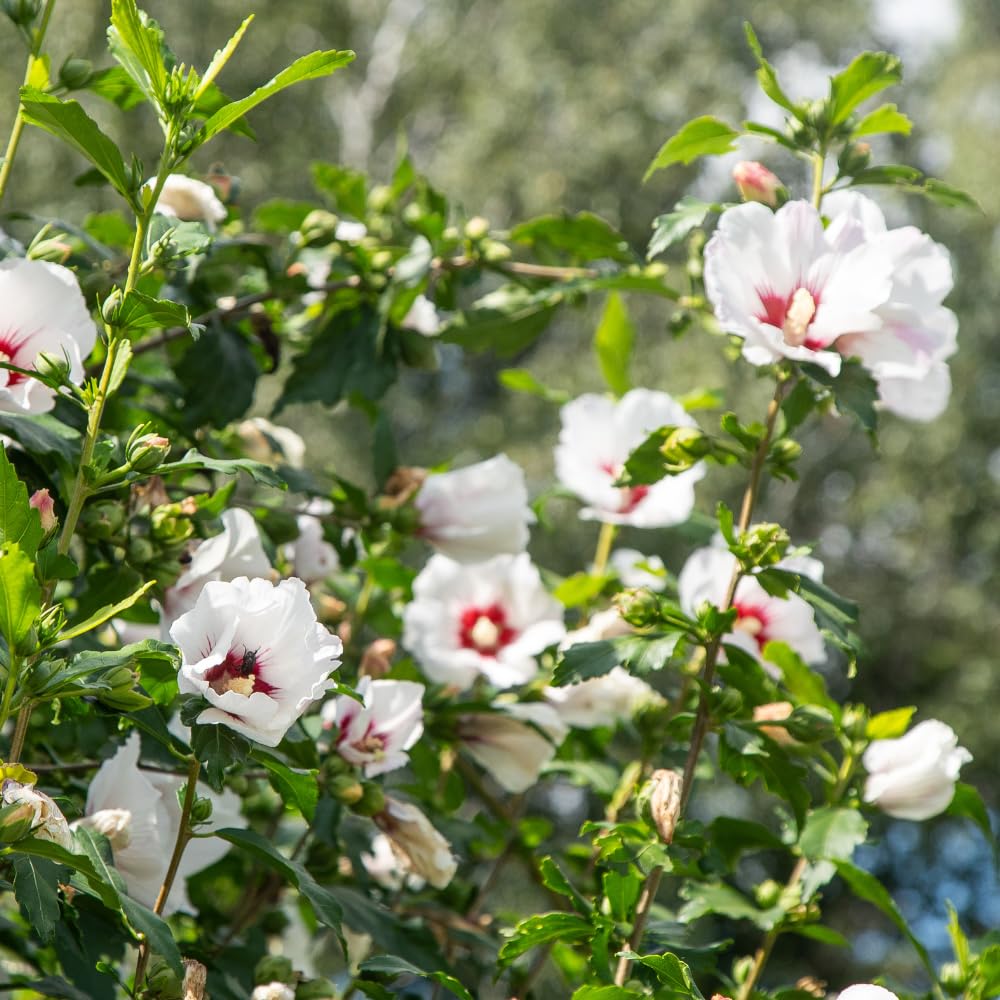Althea Rose of Sharon Plants Live, Flowering Althea Red and White, Hibiscus Syriacus Plant for Outdoor Landscaping, 2 to 6 Inches Tall