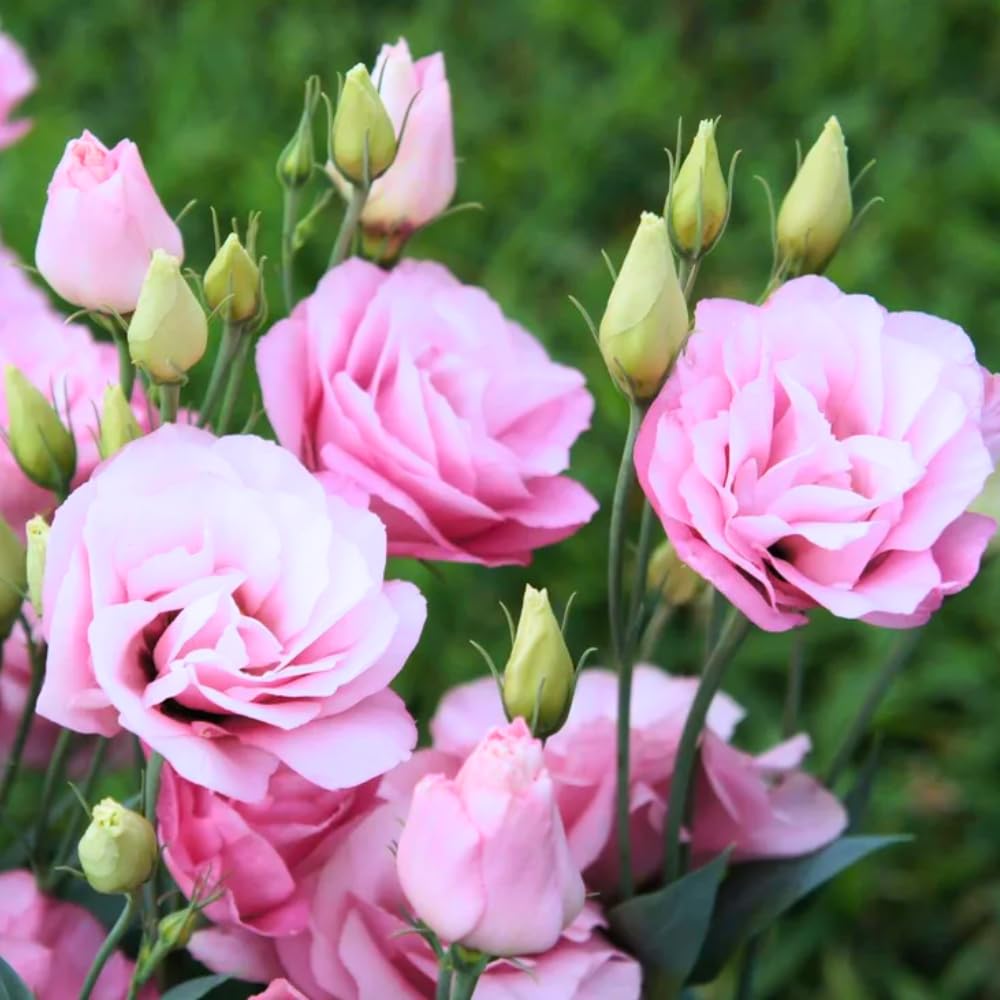 Eustoma Lisianthus Plant Live, Pink Rose Lisianthus Flowers Well Rooted Plug 2-3" Tall, Lisianthus Thornless Roses