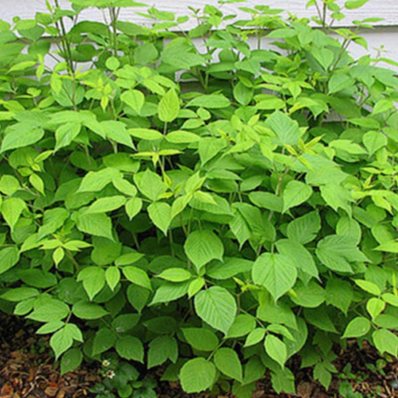 2 Raspberry Plants Live, Red Raspberry Bush for Planting, 4-7" in Tall, Spring Raspberries Cold Hardy