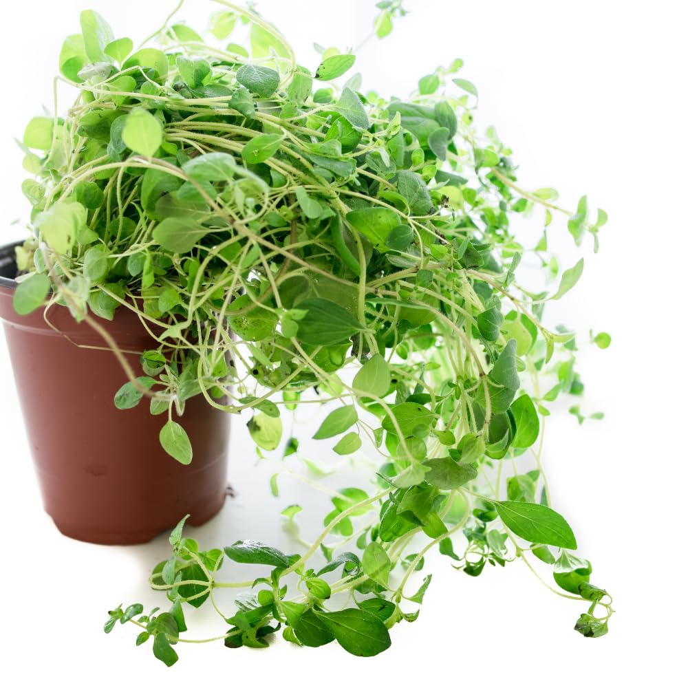 Set 2 of Cuban Oregano Plants Live Well Rooted 4 to 6 Inc Long