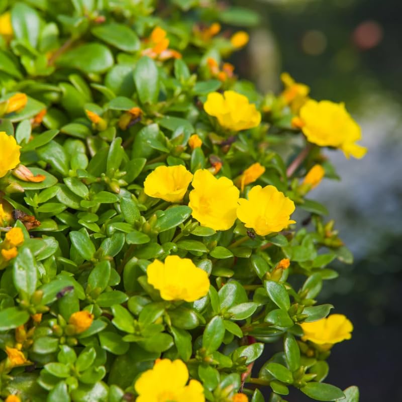 4 Yellow Moss Rose Plants Live, Portulaca Ground Cover Flowers, 4-6 Inch Tall Plants for Garden or Containers