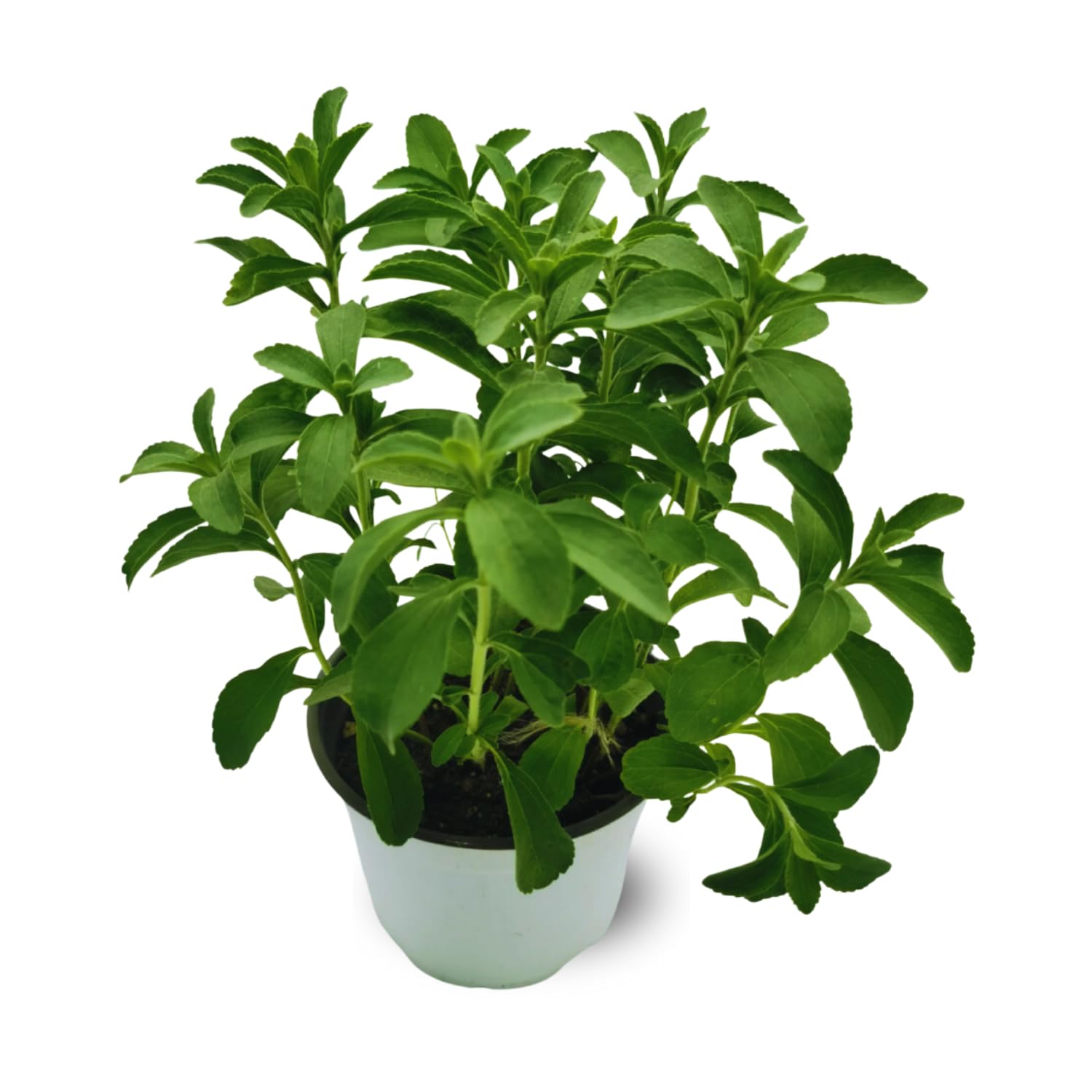 2 Stevia Plants Live, 4 to 6 Inches Tall, Stevia Mint Herb Plants Live Gardening Growing Indoor Outdoor