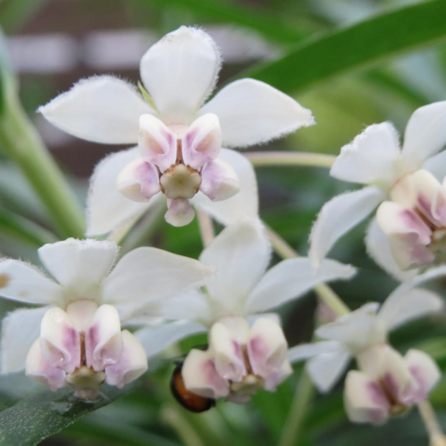 Milkweed Plants Live, 4 White Milkweed Live Plants, Asclepias Tuberosa Plants Flower Plant from 5 to 9 Inches Long, Indoor, Outdoor