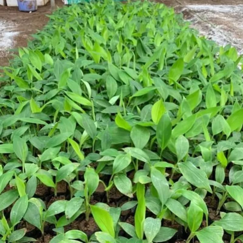 Rare Sweet Banana Plant Live for Planting, Banana Trees Live Plants for Outdoor Indoor Planting, Cold Hardy, 4-7" in Tall, No Pot, Musa Plant