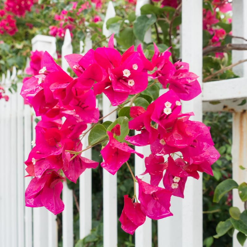 Set 2 Pink Magenta Bougainvillea Plants, 5-8" Tropical Bougainvillea Plant Starter, Colorful Perennial Blooms, Live Well Rooted Plant
