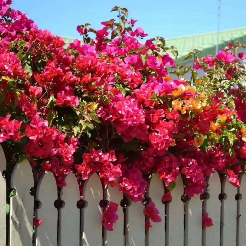 3 Pink Magenta Bougainvillea Plants Live, 4-8” Tall Well-Rooted Bougainvillea Vine Flower Plants, Tropical Climbing Plants, No Pot