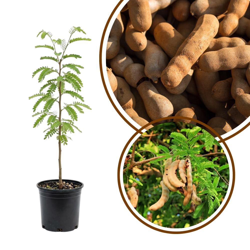 Tamarind Tree Live Plant, Sour Tamarind Plant, 2 Feet Tall, 3 Gallon Pot, Fruit Bearing Plant for Outdoor Garden, No Ship to CA