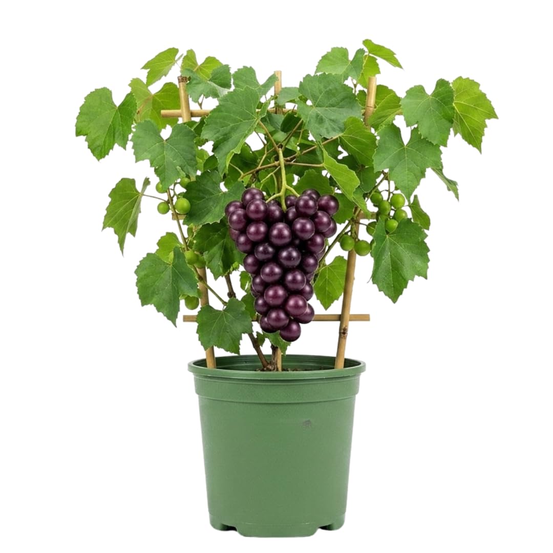 20-24" Black Purple Muscadine Grape Vines Live Plant in 1 Gallon Pot, 1 Year Old Sweet Fruit Grapevine for Trellis and Backyard Growing, Hardy Climbing Vine, No Ship to CA