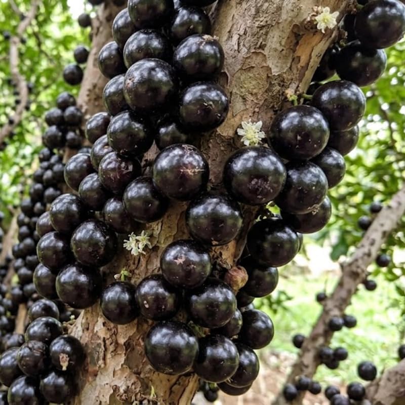Jaboticaba Tree Live Plant, Jabuticaba Fruit Tree, Sweet Fruit for Outdoor Gardening, 2-3 Feet Tall in 3 Gallon Pot, No Ship to CA