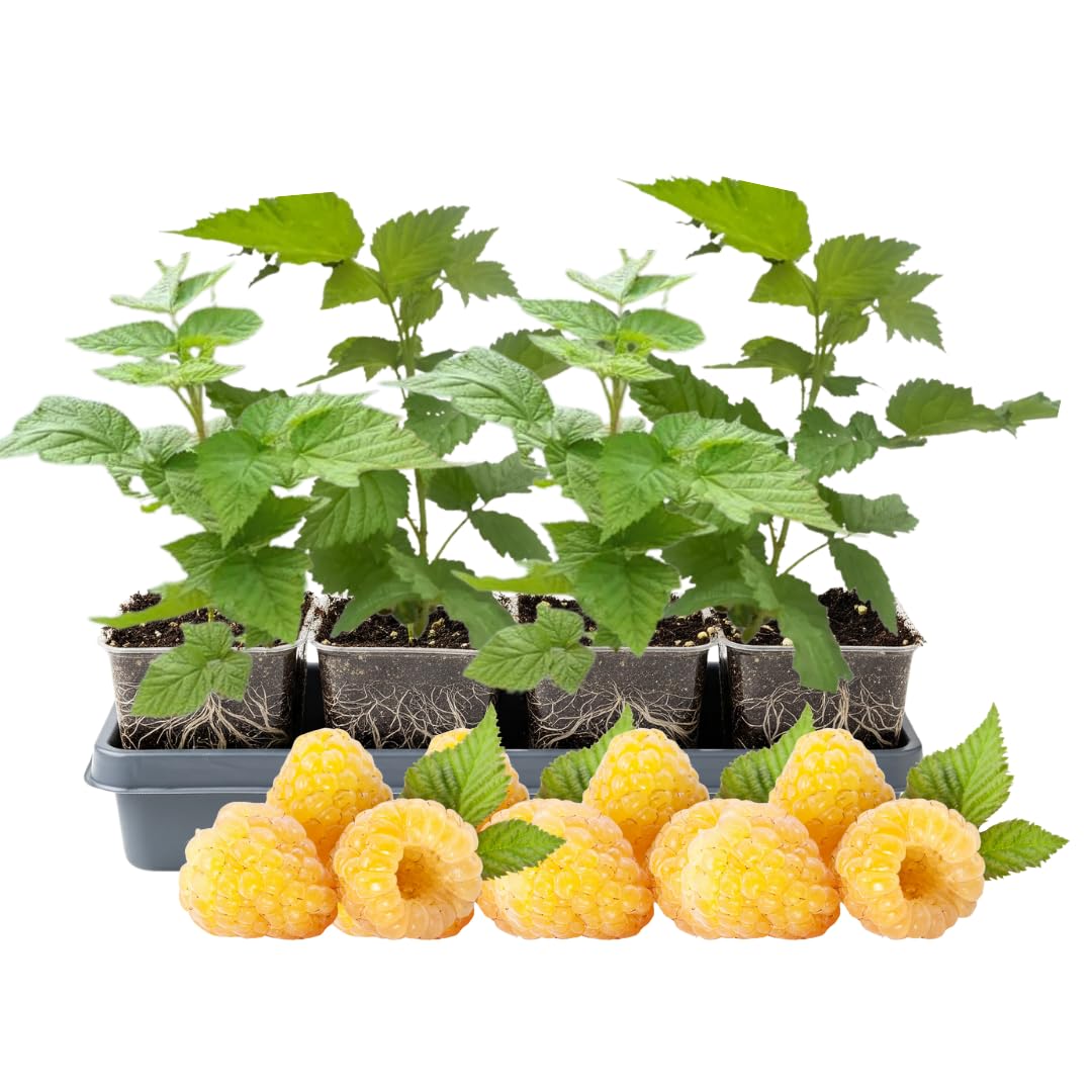 4 Fall Gold Raspberry Plants Live, 5-9 Inch Tall, Raspberry Fruit Trees for Outdoor Growing, Raspberry Seedling