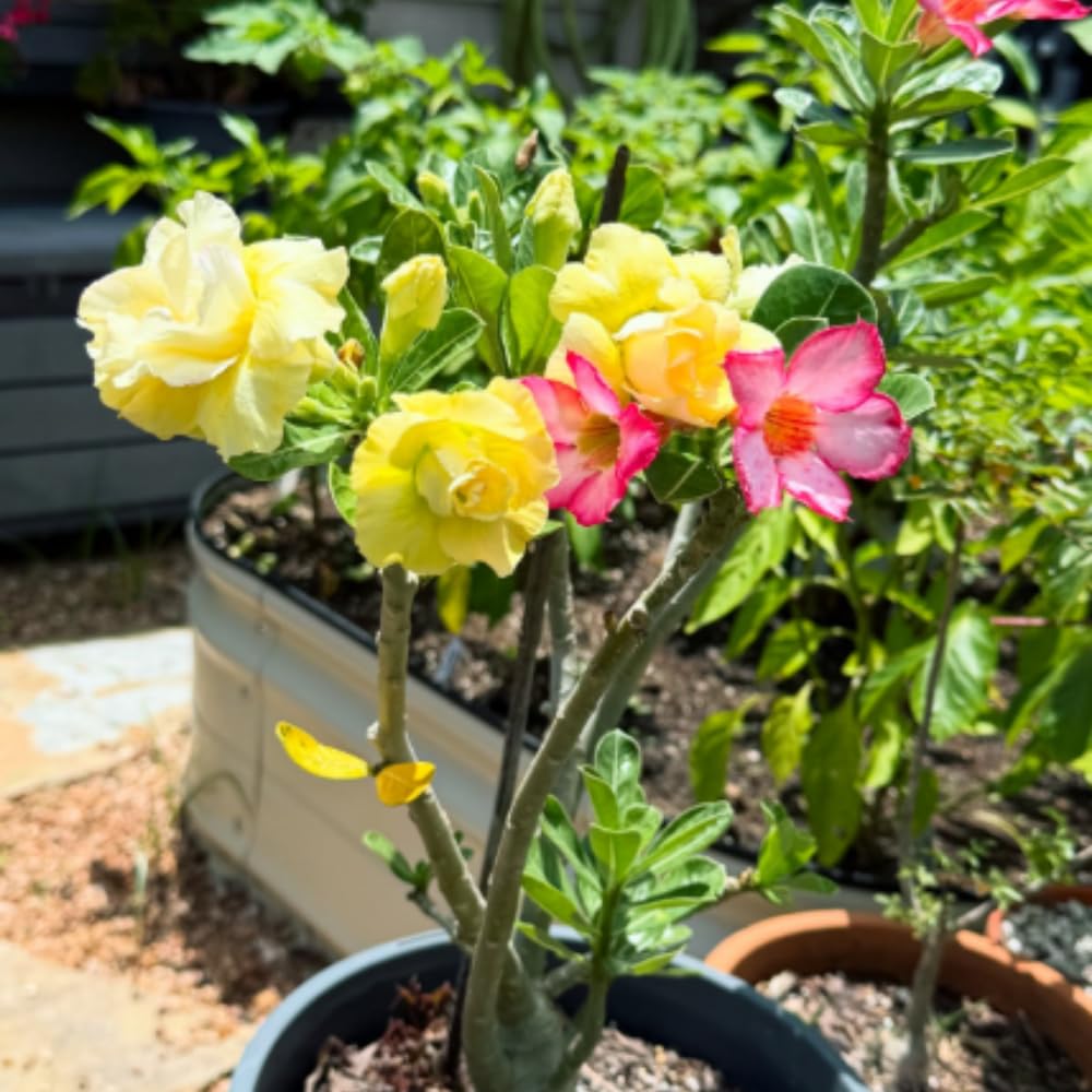 Pack 2 Mixed Desert Rose Plants Live, Adenium Obesum Succulent Live Plant (4–8” Tall), Indoor Outdoor Home Garden