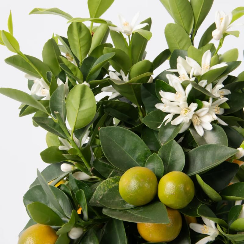 Calamansi Tree Live Plant, Sour Citrus Tree for Outdoor Planting, Calamondin Tropical Plant 2-3 Ft Tall in 5 Gallon Pot