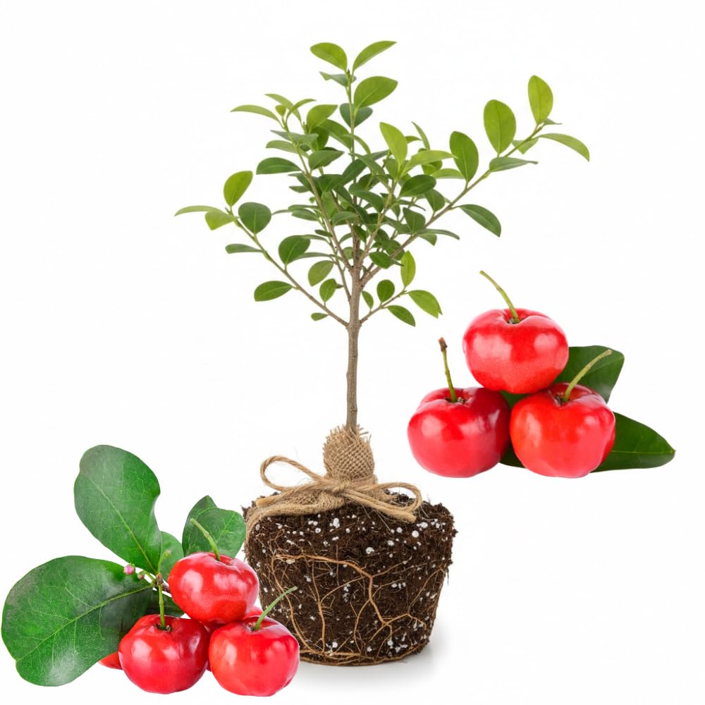 Barbados Cherry Tree Live Plant,1 Feet Tall, Acerola Red Cherry Tropical Fruit Tree