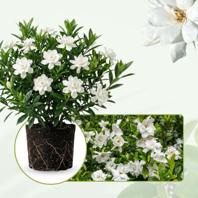 2 Jasmine Plants 4–8 Inch, Live Fragrant Jasmine Flowering Vine, Sweet Scented Blooms, Easy Care Indoor or Outdoor