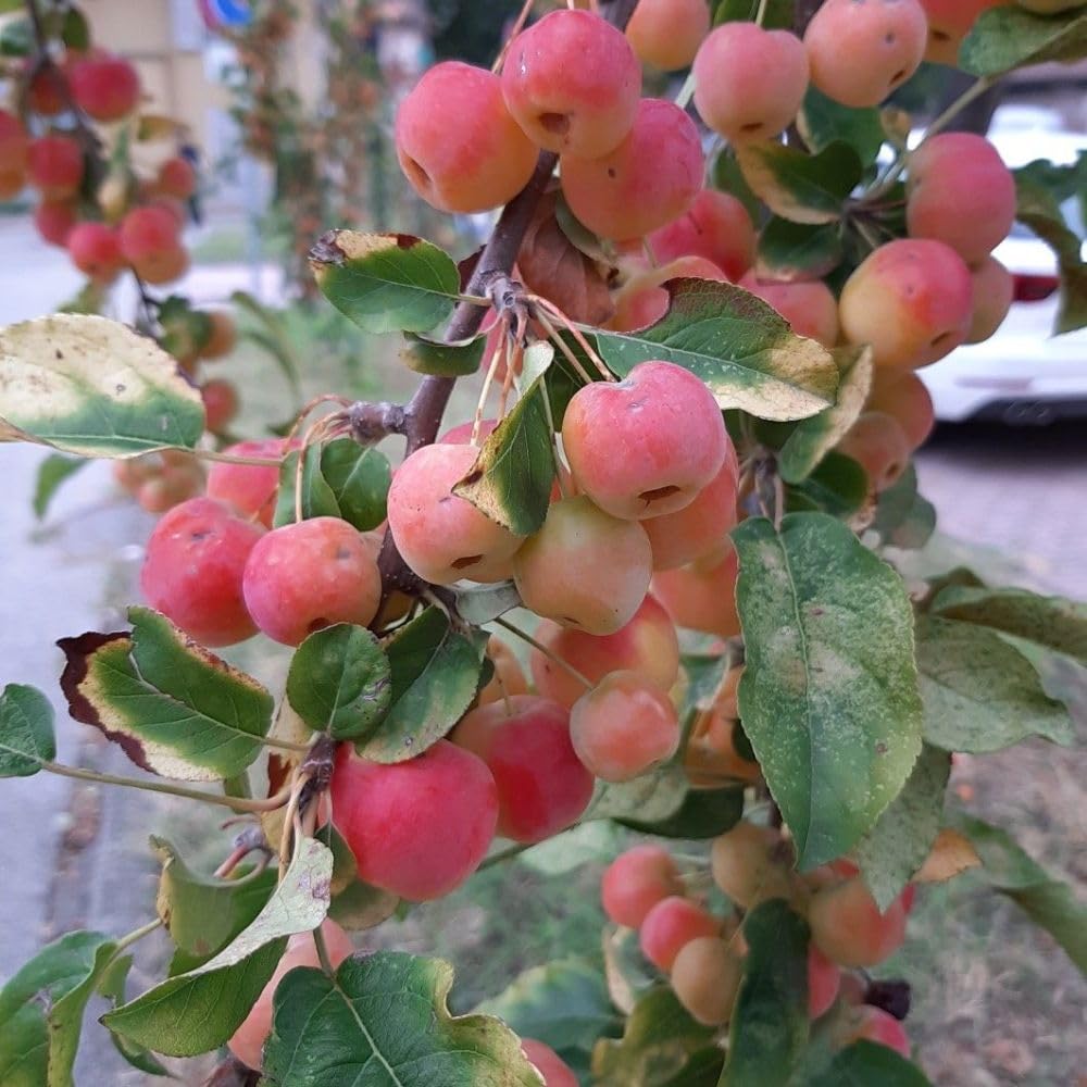 Live Crabapple Plant, 6-10 Inches Tall