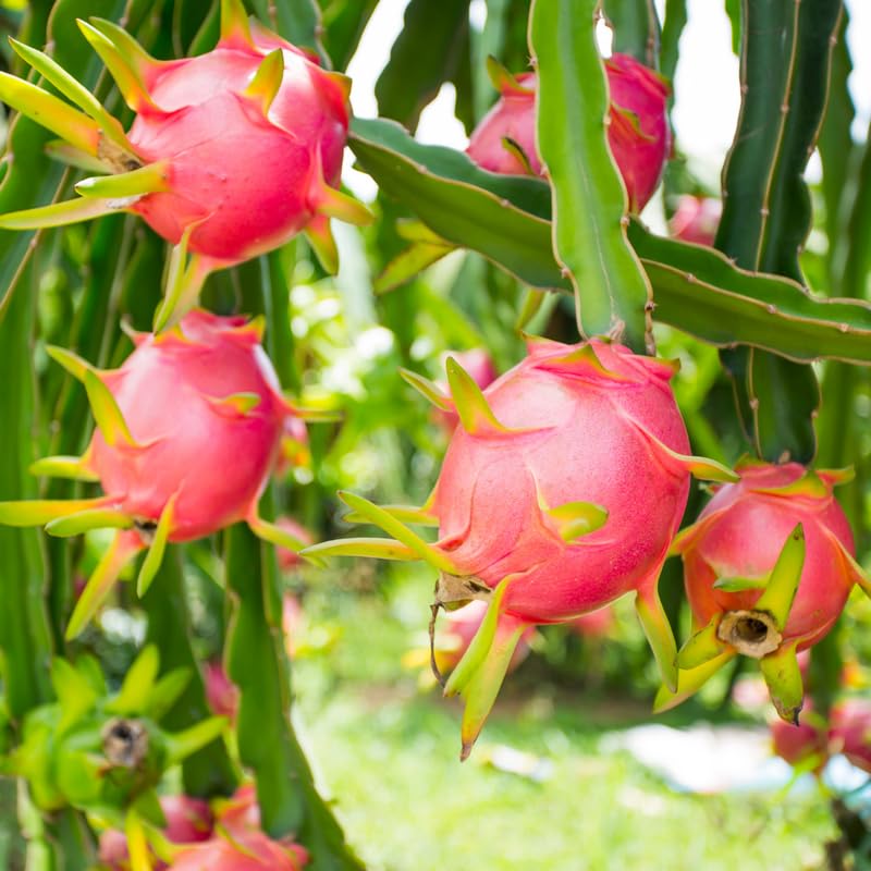 Set of 2 Mixed Dragon Fruit Plants Live, 4-8 Inches Tall, Tropical Cactus Live Plant, Dragonfruit Seedlings