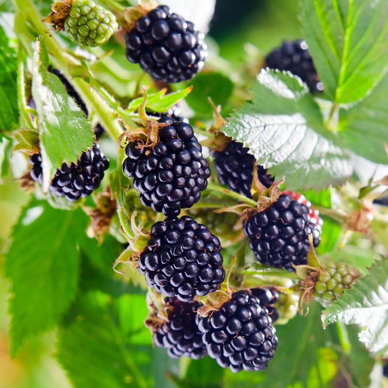 Pack 2 BlackBerry Plants Live, 4-8 Inch Tall, Rare Blackberries Fully Rooted High Yield Berry Plants for Outdoor Planting