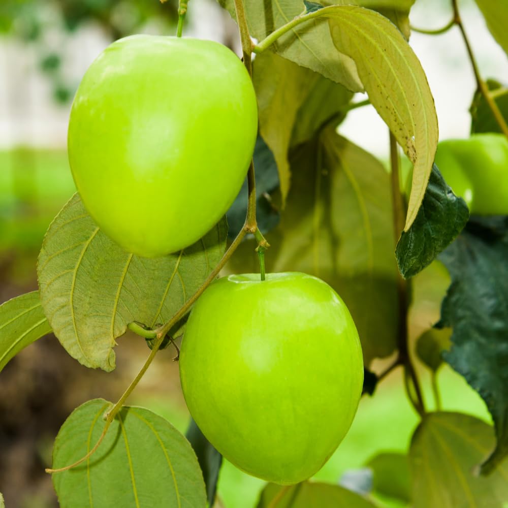 Thai Jujube Tree Live Plant in 3 Gallon Container, Sweet Apple Date Tree, 1 Feet Tall, Hardy and Perennial, No Ship to CA