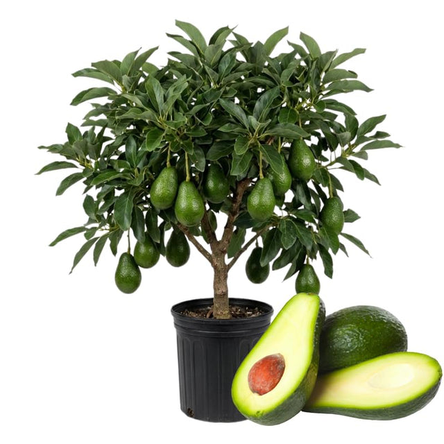 TREES Collection - Verdure Lab