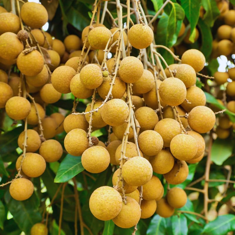 Longan Tree Live Plant, 2 to 3 Feet in Height, Sweet Longan Fruit Plant for Planting Outdoor