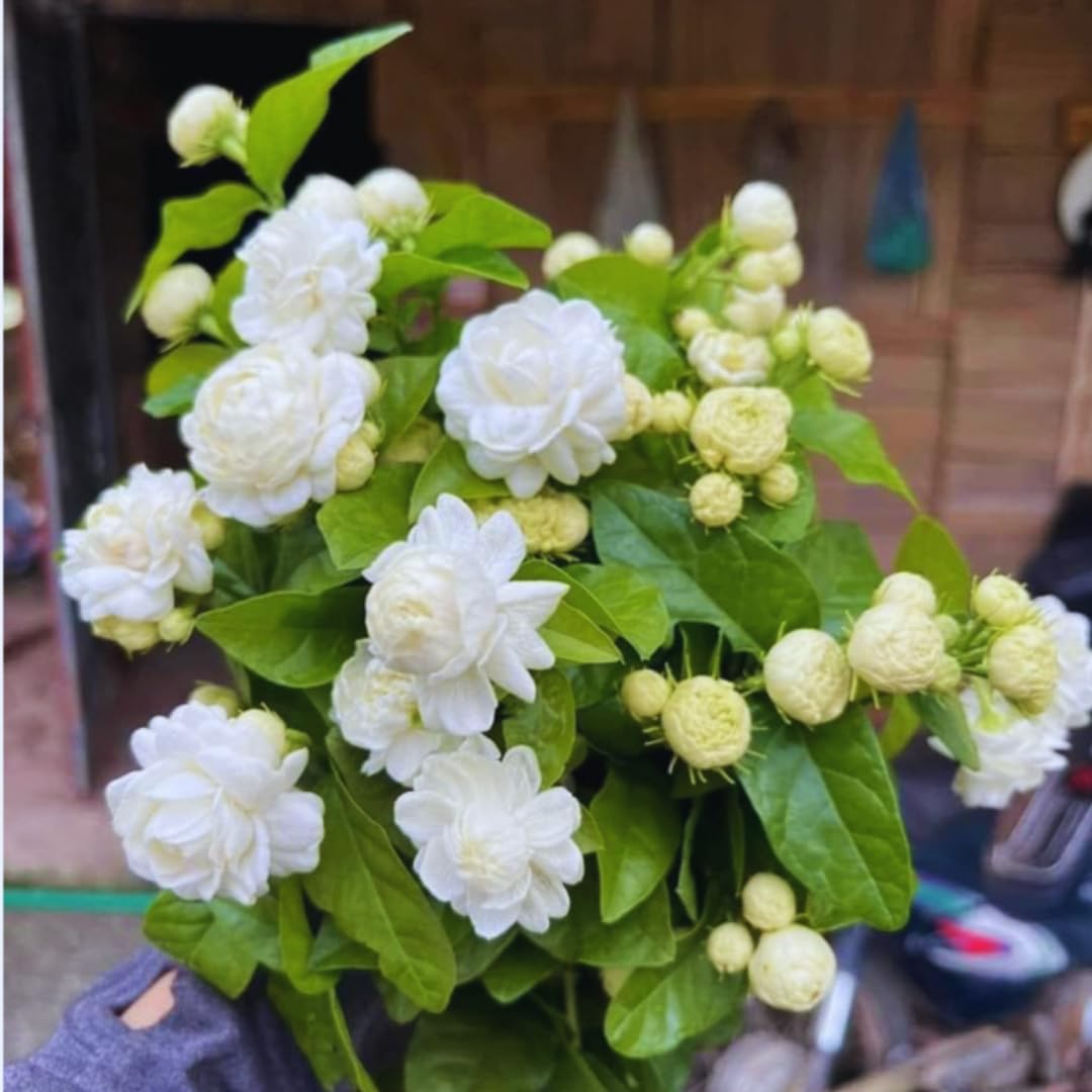 Jasmine Plants Live, Set 3 of Grand Duke of Tuscany Jasmine Live Plants, 5 Inches to 7 Inches Long, Plant for Indoors Or Outdoor Gardening