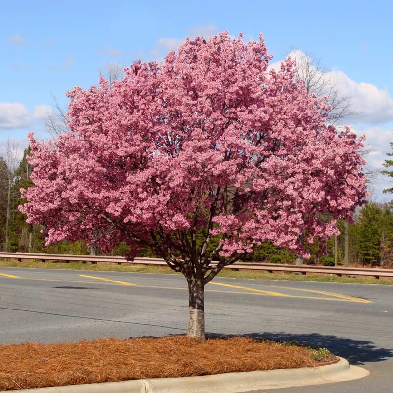 Live Cherry Blossoms Tree Plant, Okame Flowering Cherry Blossom in 2.5 Inches Pot, Dormant in Winter, Perennial Bloom, 9 Months Old Trees
