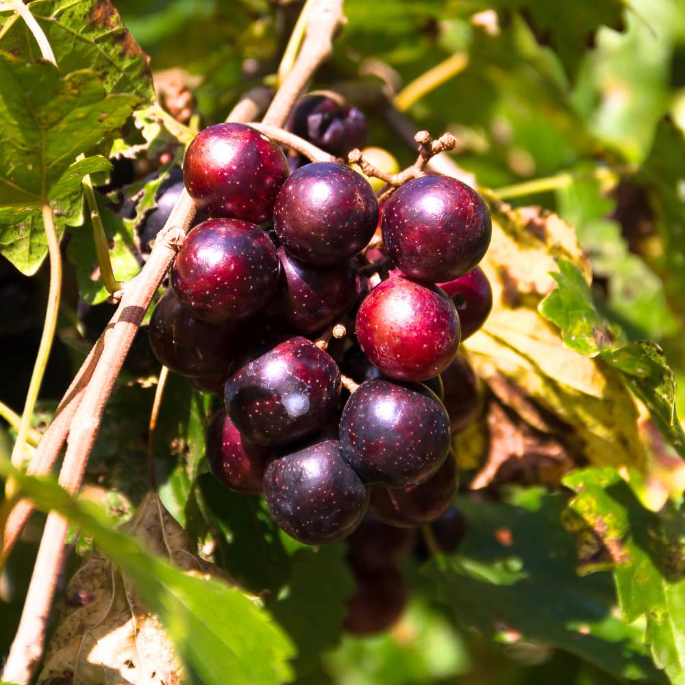 Muscadine Grape Vines Live Plants in 1 Gallon Pot, 20-24 Inches Tall, Sweet Fruit Vine for Outdoor Garden, Fast Growing Climbing Grape Vine, No Ship to CA
