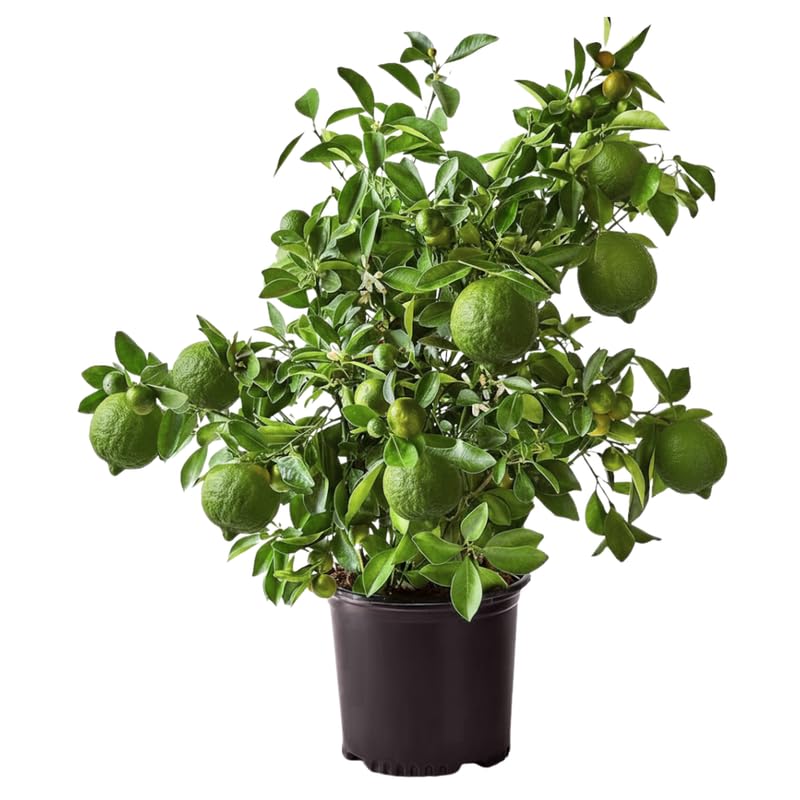 Mature Thai Lime Tree Live Plant in 5 Gallon Pot, 4-5 Feet in Tall, Already Bearing Fruit, Cold Hardy and High-yielding, Fragrant Citrus Trees
