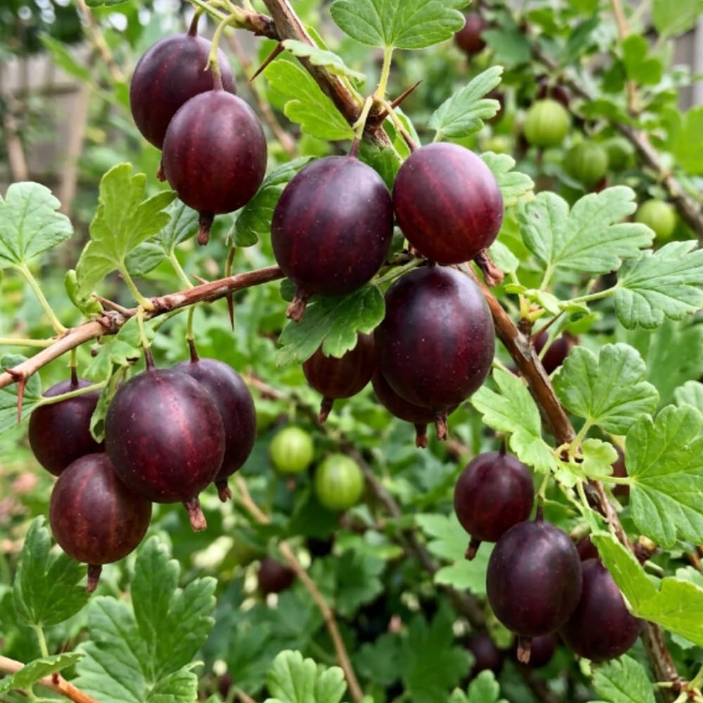 Black Velvet Gooseberry Plant Live, Gooseberry Bush, 4-6 Inch Tall