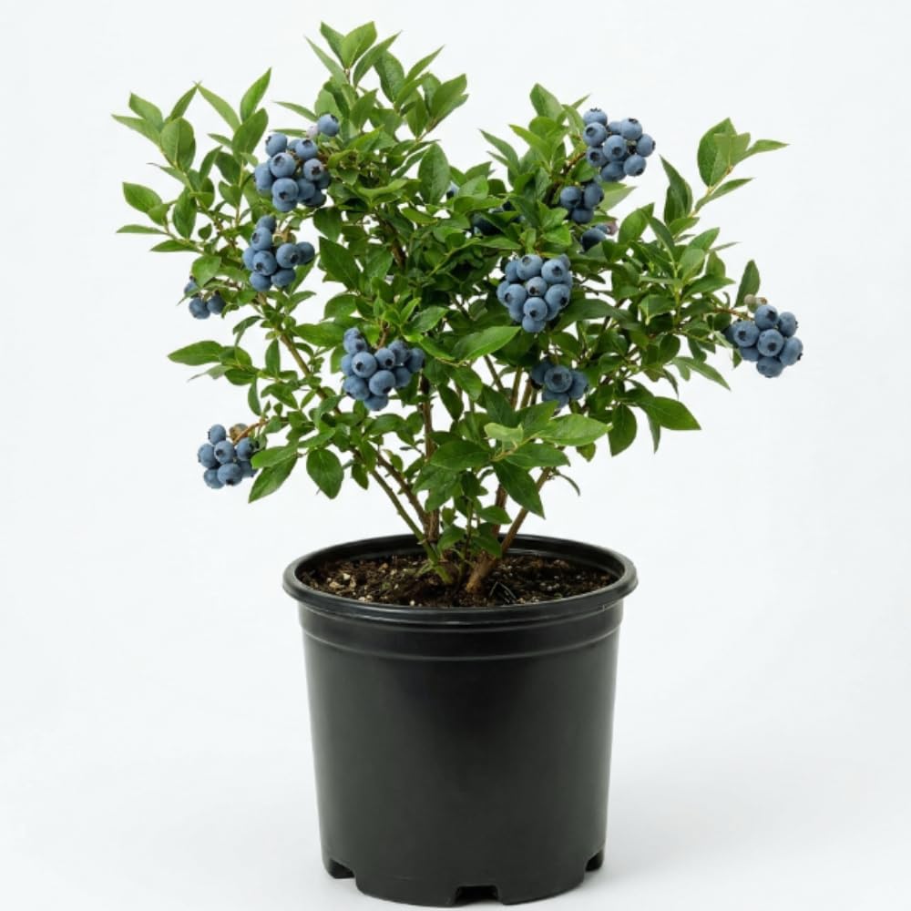 Prince Blueberry Tree Plant, 2 Gallon Pot, 1-2 Ft Tall - Rabbiteye Blueberry Bush, Sweet Berry Fruit Plant for Outdoor Growing, No Ship to CA