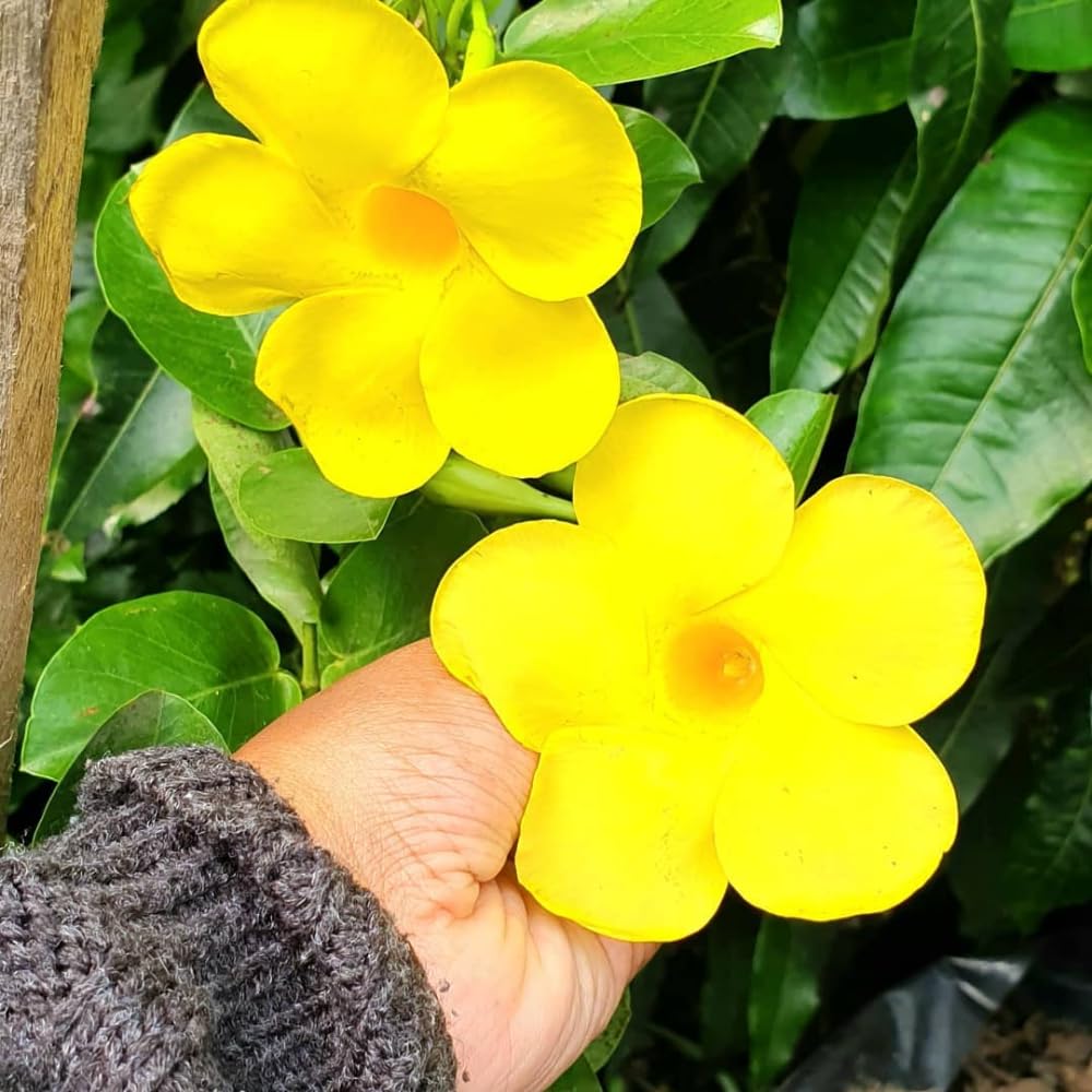 Set of Mandevilla Plants, Mandevilla Vine Seedlings, Spring Flowering Vines, 4-7 Inches Tall for Indoor or Outdoor Planting (Yellow Mandevilla)