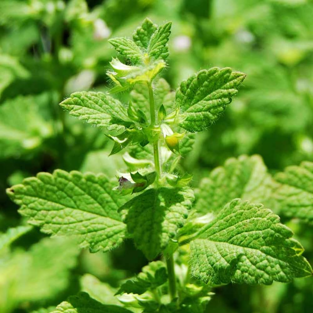 Set 3 Lemon Balm Live Plants, Mint Herb Plant Ready to Grow, 4-7 Inch Tall, Outdoor Garden Growing