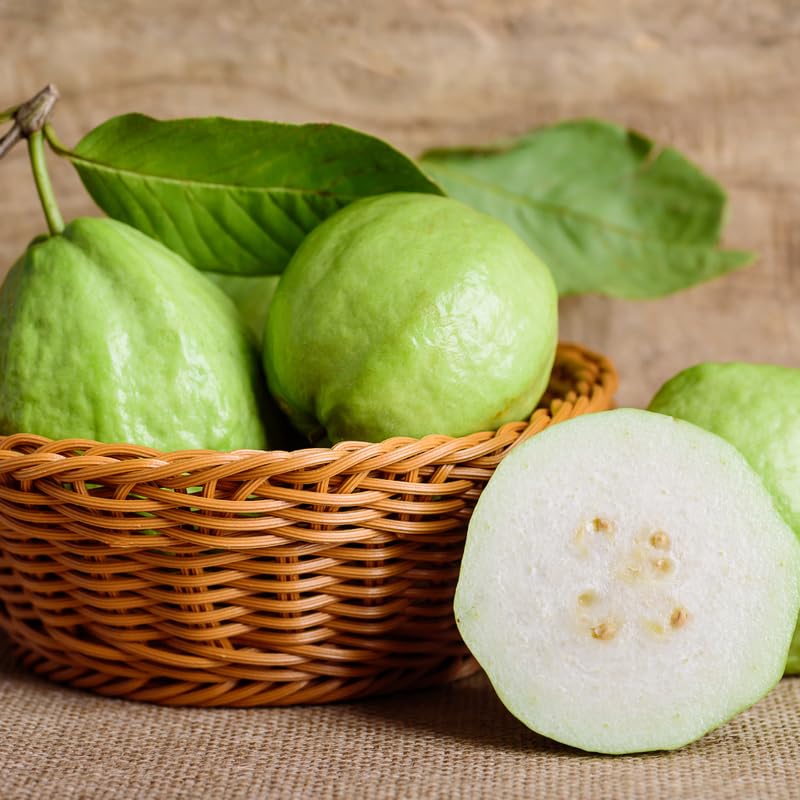 Grafted Thai Guava Tree Live Plant in 3 Gallon Pot, Fragrant and Edible Guava Fruit Bearing Tree from 2 to 3 Feet Height, No Ship to CA