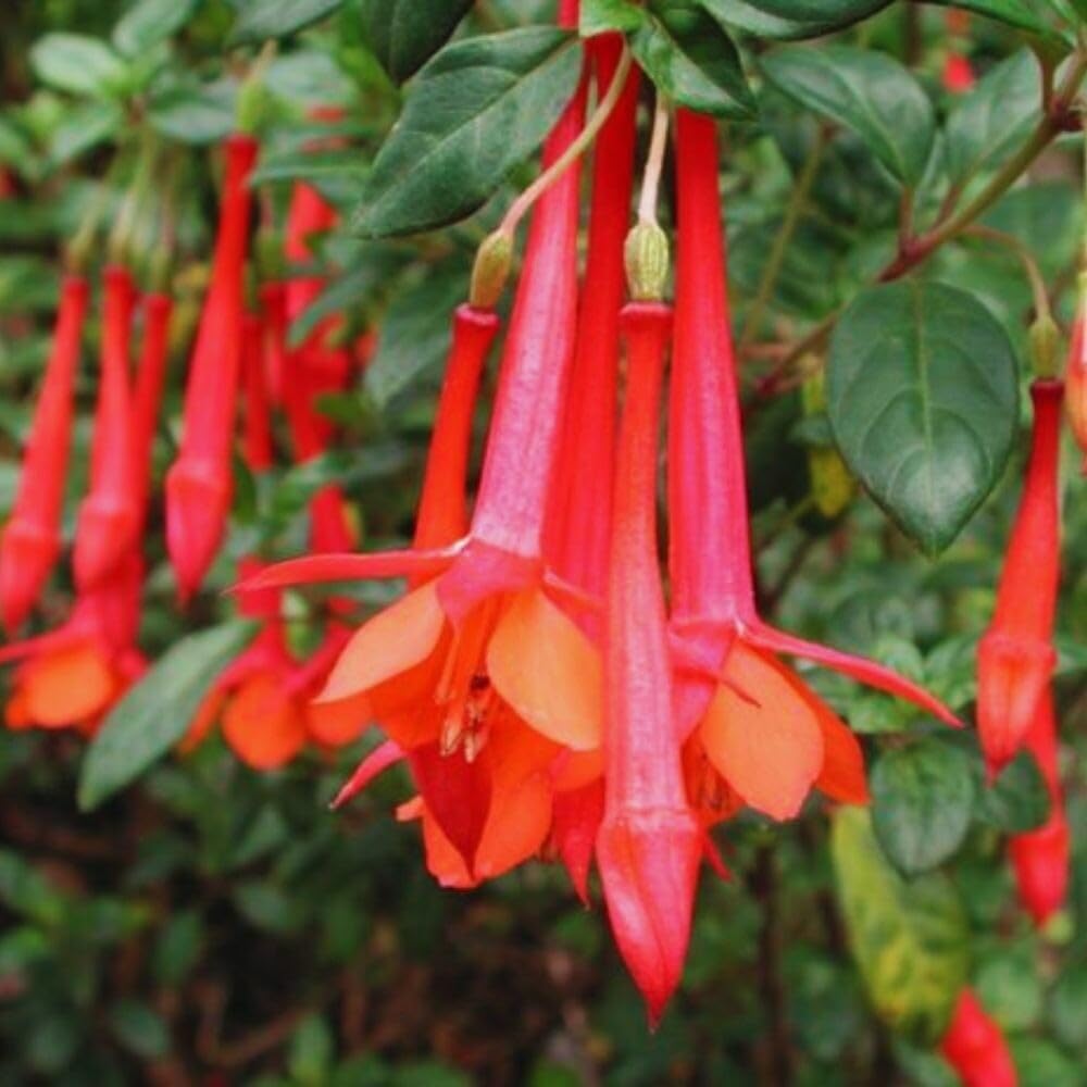 3 Fuchsia Plants Live, 5 to 7 Inc Tall, Red Fuchsia Flower Plants for Your Garden