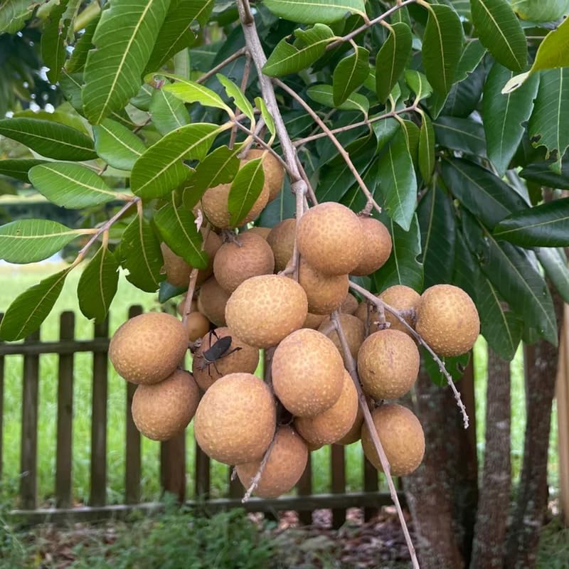 Longan Tree Live Plant, Tropical Longan Fruit Tree for Home Garden, 3 Gallon Pot, 2 to 3 Feet Tall, Sweet and Juice Longan, No Ship to CA