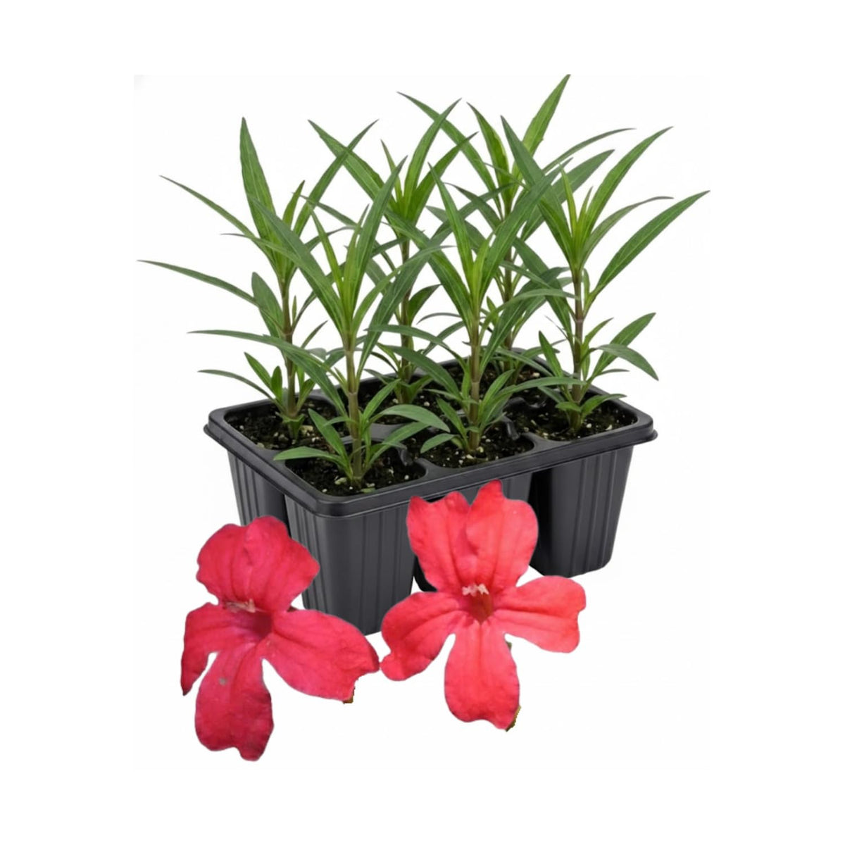 6 Mexican Petunia Live Plants, Vibrant, Low-Maintenance Perennial Flowers, 4-7 Inches, Garden or Containers Growing (Red)