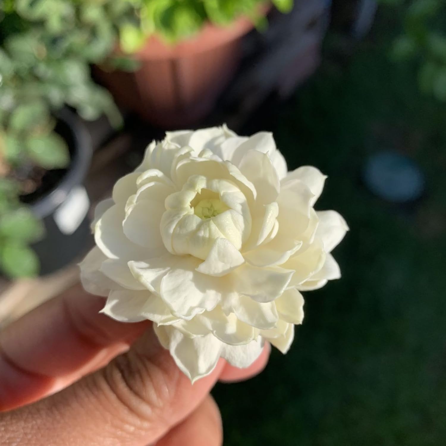 Duke Jasmine Live Plant, Fragrant Climbing Vine, White Flower Blooms, 2-3 Feet Tall in 3 Gallon, Indoor Outdoor Garden, No Ship to CA