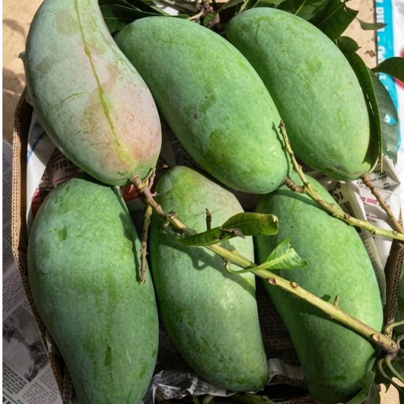 Green to Golden Yellow Mango Tree Plant, Mango Tree 3 Gallon Pot, Fresh Sweet Mango Fruit Plant for Your Garden, No Ship to CA