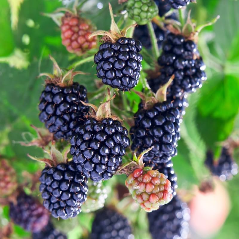 2 Sweet BlackBerry Plants Live for Planting, High Yielding, Sweet Juicy Berries for Your Garden, 4-6" in Tall, Cold Hardy, Dormant in Winter, No Pot