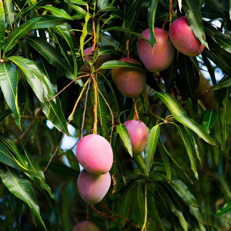 Red Yellow Mango Tree Live Plant, Fully Rooted in 3 Gallon Pot, Tropical Mango Fruit Tree for Indoor or Outdoor Growing