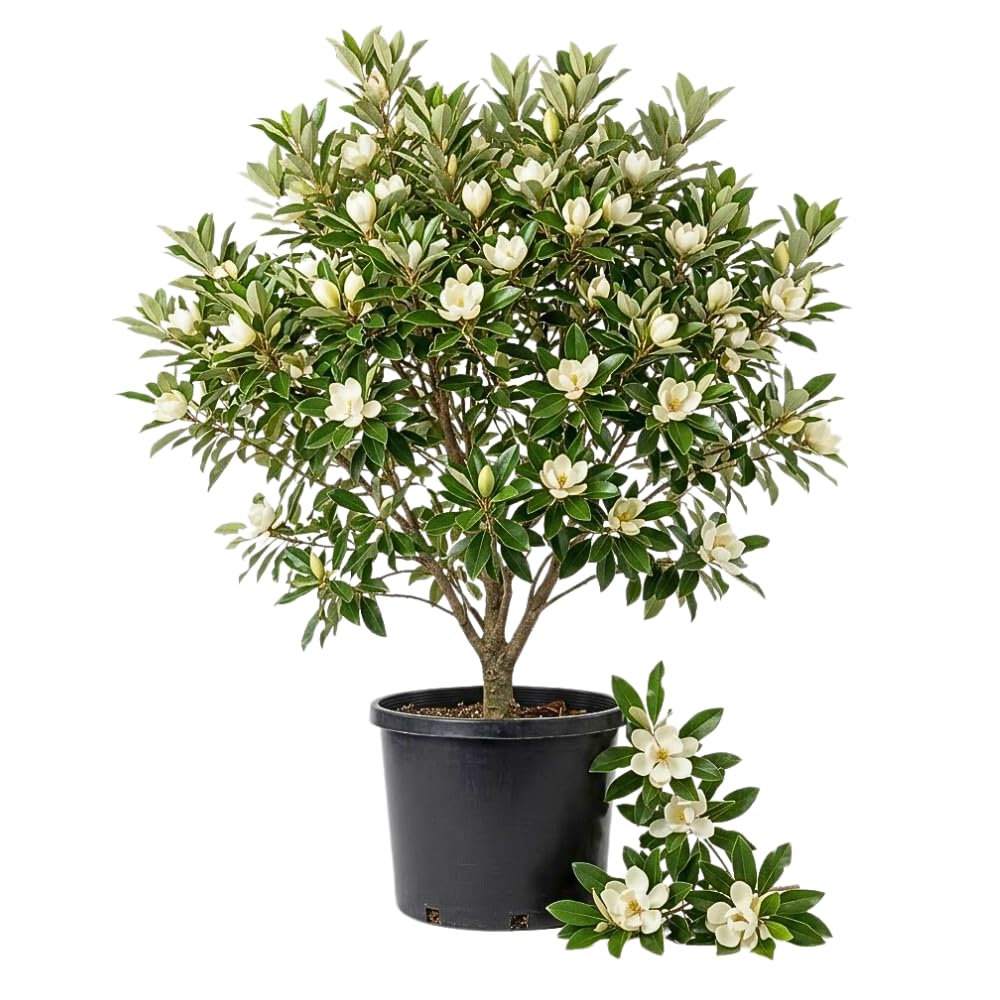 Sweetbay Magnolia Plant Live, Magnolia Trees Live Plants, White Flowering Tree, 2-3 Feet Tall in 3 Gallon Pot for Outdoor Growing, No Ship to CA