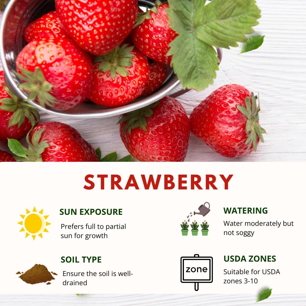 Set 2 Bright Red Strawberry Plant Live, Strawberry Plants Well Rooted from 4 to 6 Inches Tall, Everbearing Variety for Indoor Outdoor Garden