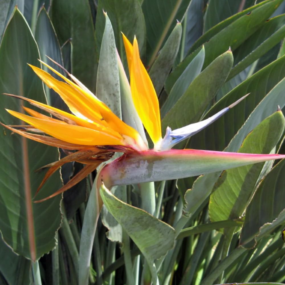 Bird of Paradise Live Plant, Size 5-12” Tall, Strelitzia Reginae Houseplant Indoor Outdoor Tropical Plant