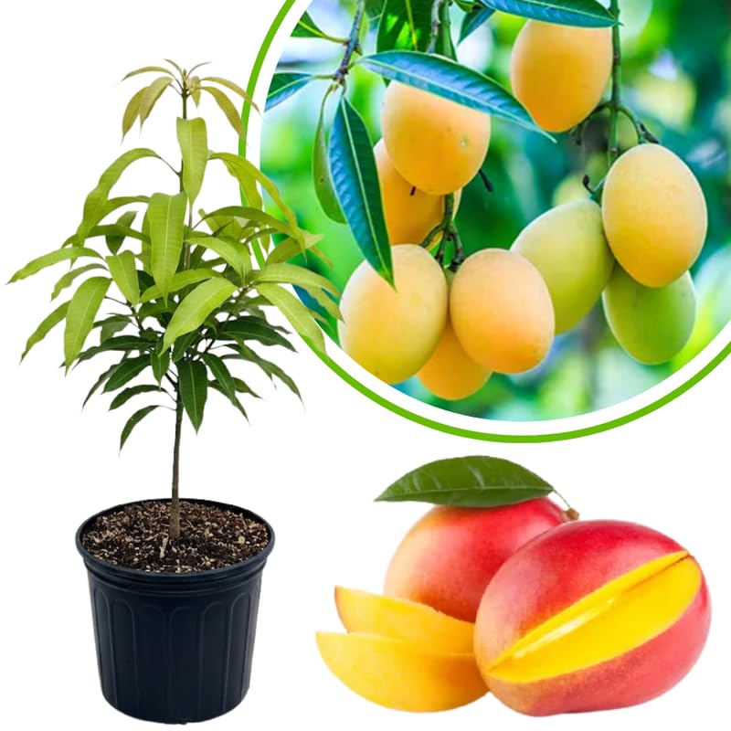 Very Sweet Mango Tree Live Plant, Fully Rooted in 3 Gallon Pot, Tropical Mango Fruit Tree for Indoor or Outdoor Growing