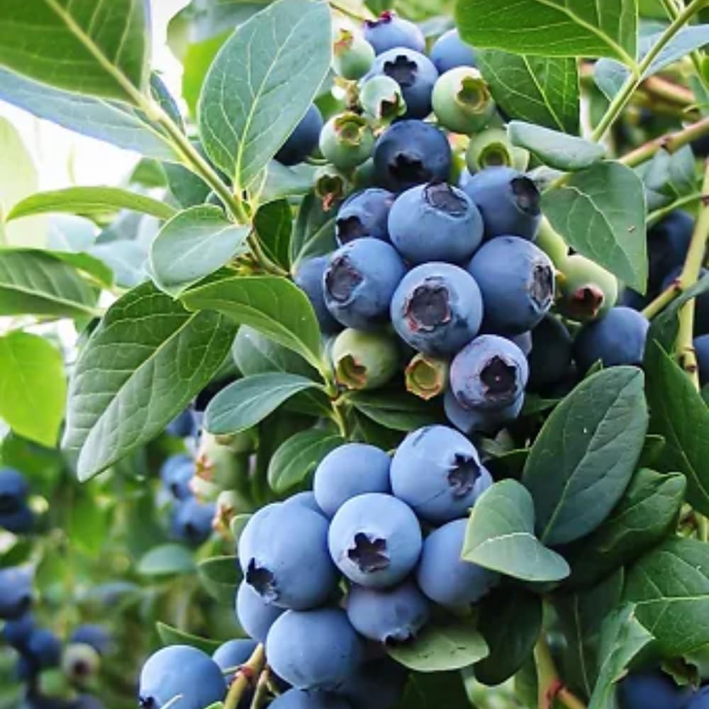 2 Blueberry Plants Live for Planting, 4-8 Inch Tall Well-Rooted, Hardy Blueberry Bush for Garden or Patio, High Yield (Sweet Blueberry)