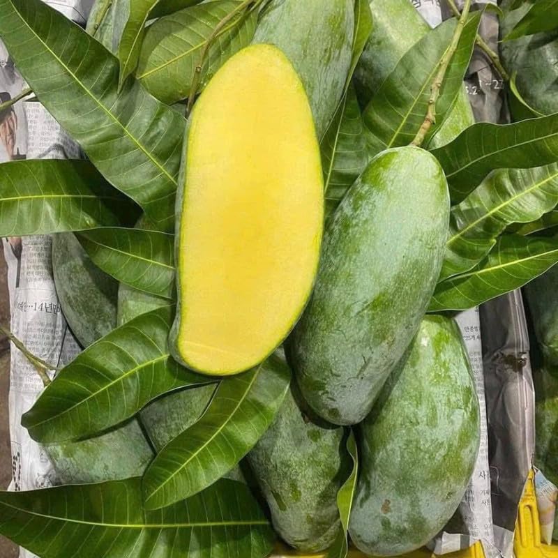Dark Green Mango Tree Live Plant, 3 Gallon Pot, Mango Plant for Outdoor Garden Growing, No Ship to CA