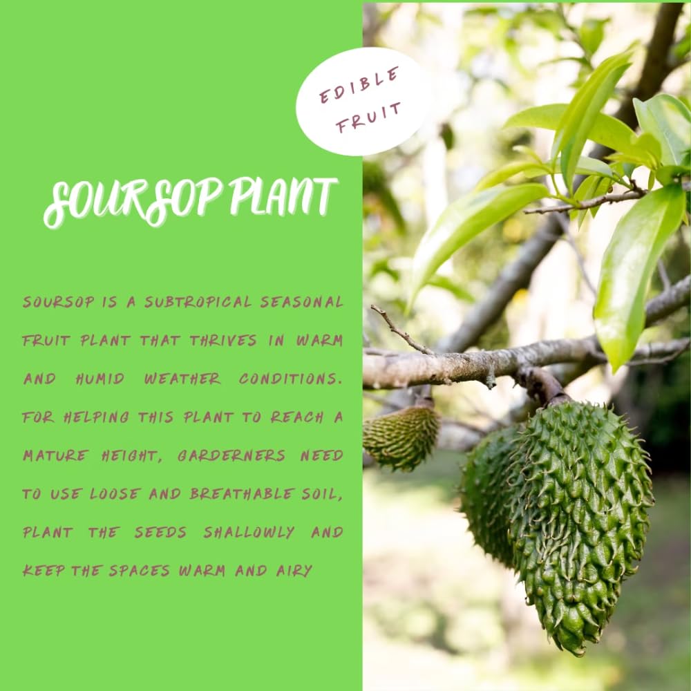 Soursop Live Plant for Planting, Annona Muricata 2-3 Ft Tall, Soursop Guanabana Seedlings, Outdoor Growing, No to CA, Live Plant in 1 Gal Pot